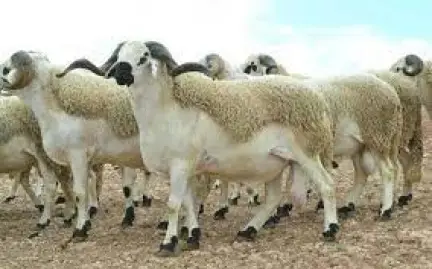 Des moutons de race sardi