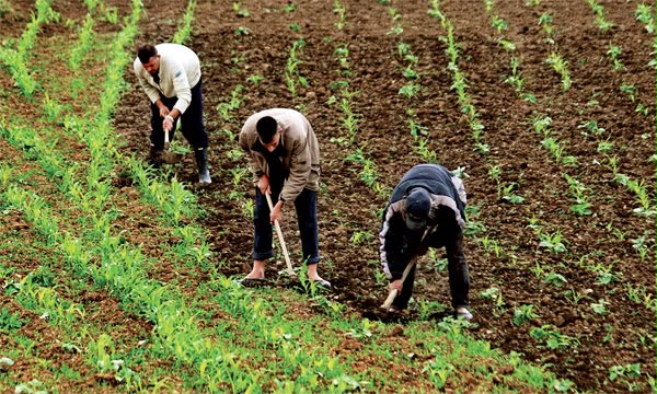 agri1